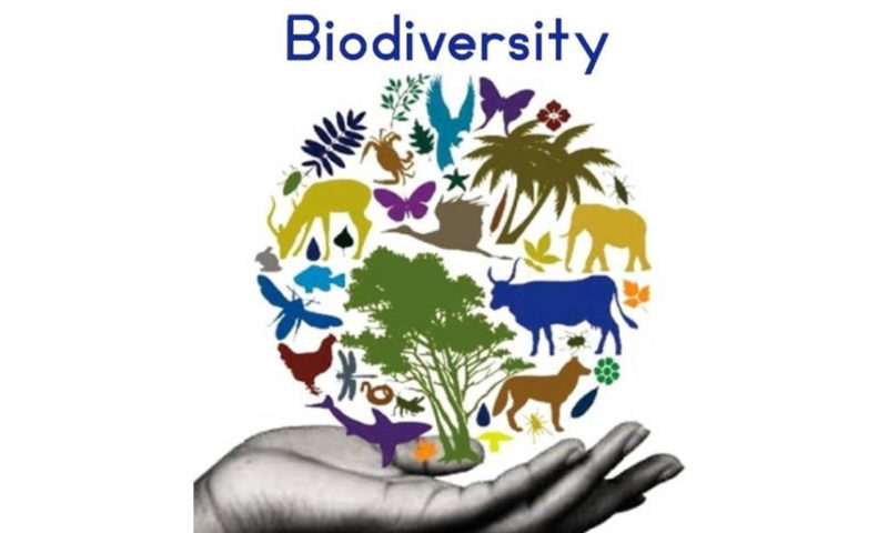 Biodiversity